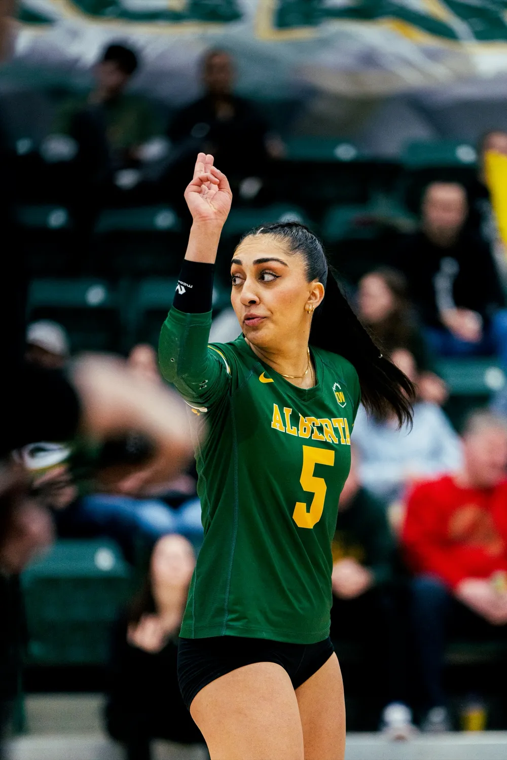 UofA Pandas Canada West Semifinal volleyball